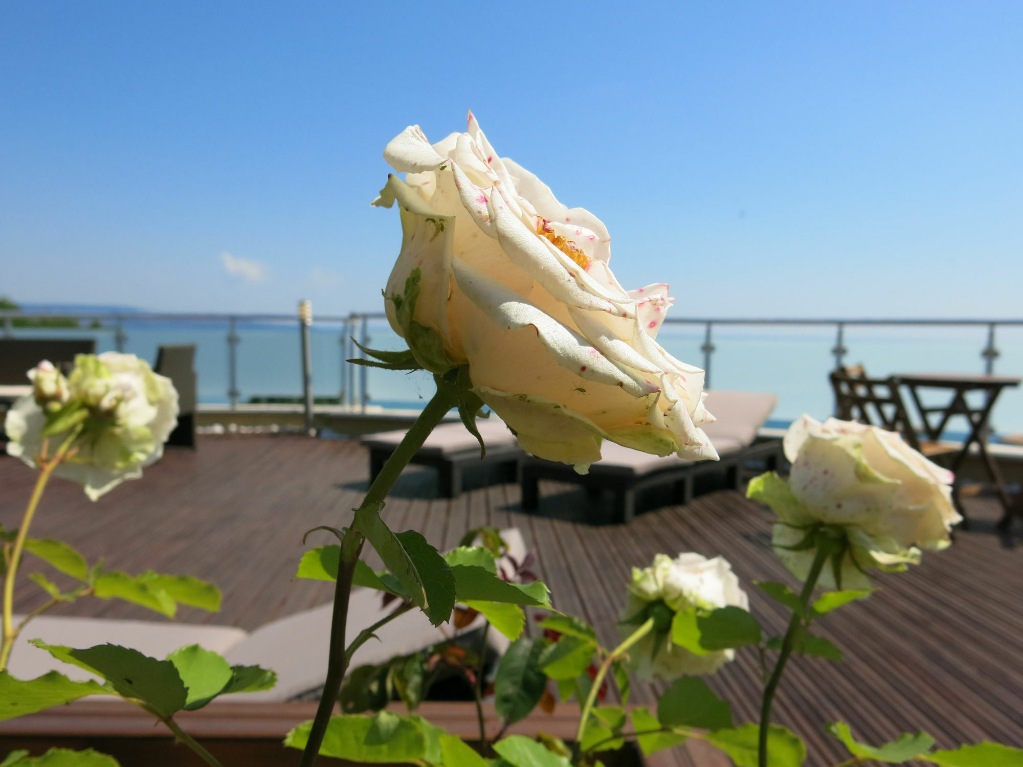 Family Hotel Albizia Beach Varna Luaran gambar